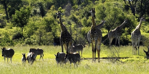 Kruger Park